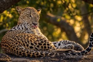 Jawan Young Male Leopard of Yala National Park