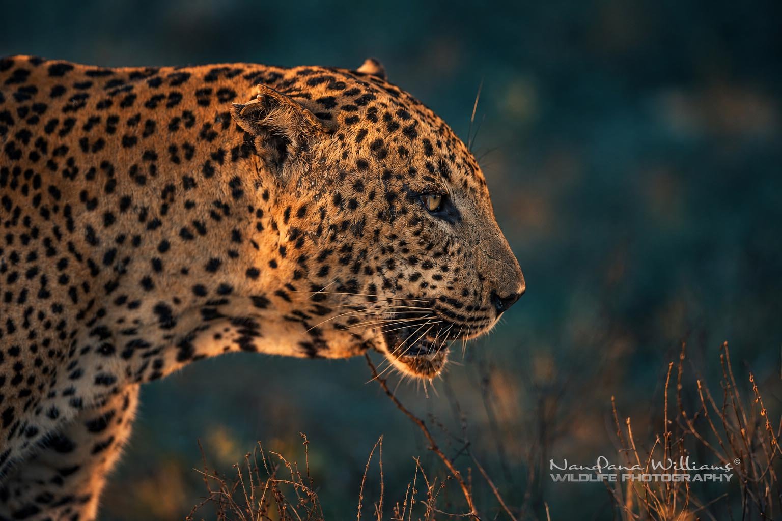 Nilame the Leopard at yala
