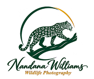 Nandana Williams Wildlife photography Logo